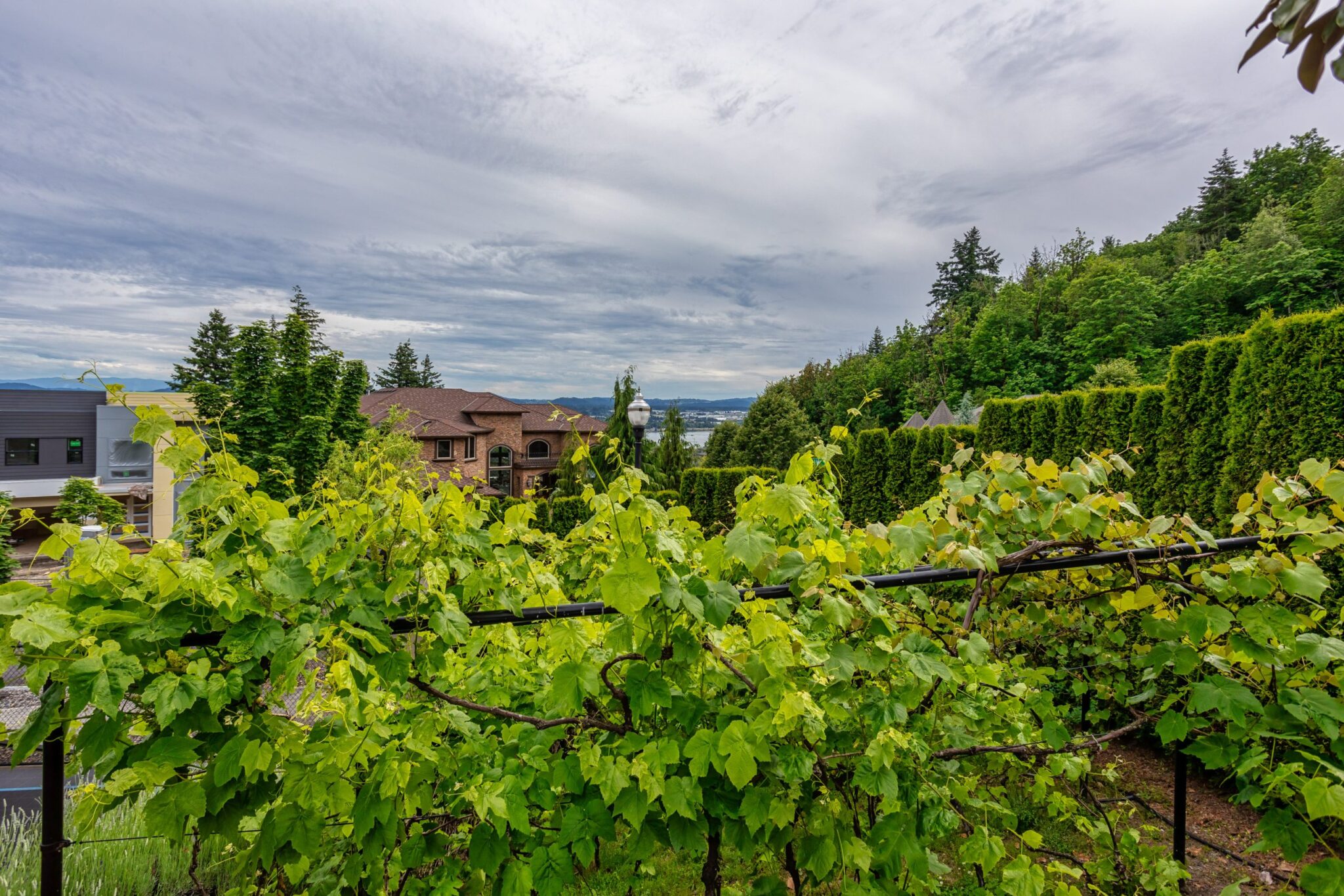 Backyard Vineyard